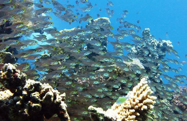 PADI Open Water Diver, der Einsteiger Tauchkurs in Soma Bay