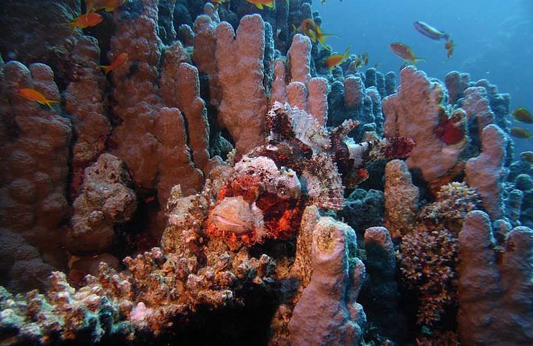 Tauchausflüge für Fortgeschrittene und Anfänger ab Soma Bay