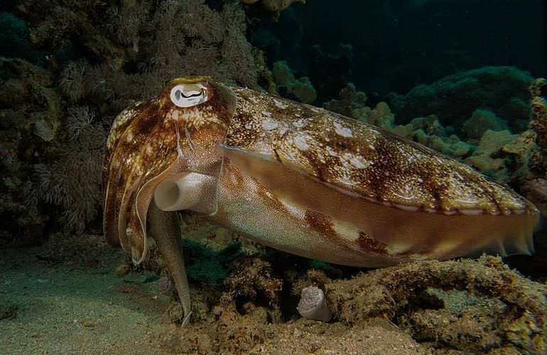 Fun Diving Soma Bay - Ganztägige Tauchfahrt mit 2 Tauchgängen