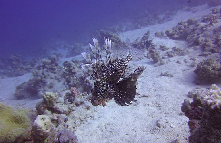 Auffrischungskurs: PADI Scuba Review Programm in Soma Bay 