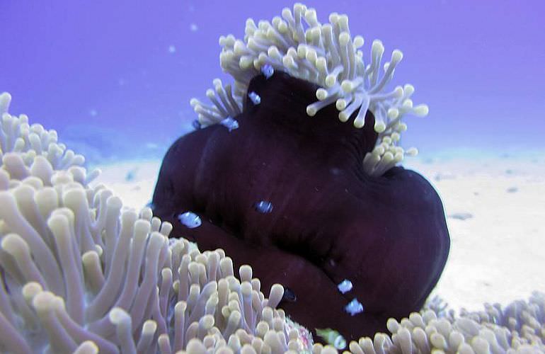 PADI Open Water Diver, der Einsteiger Tauchkurs in Soma Bay