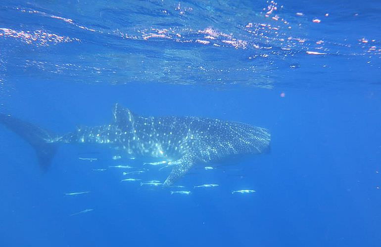 PADI Scuba Diver Kurs in Soma Bay - Schnuppertauchkurs 1 Tag