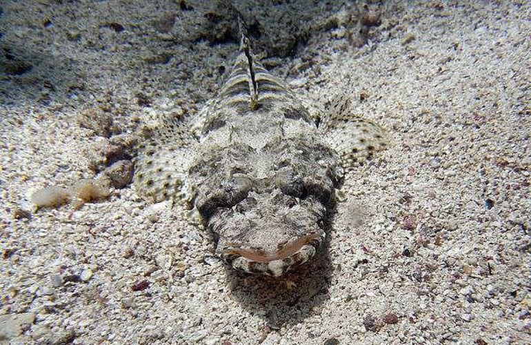 Tauchausflüge für Fortgeschrittene und Anfänger ab Soma Bay