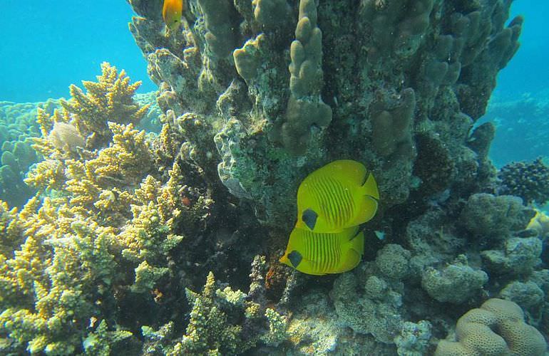 PADI Advanced Open Water Diver, Tauchkurs für Fortgeschrittene in Soma Bay