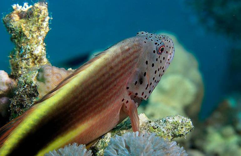 Fun Diving Soma Bay - Ganztägige Tauchfahrt mit 2 Tauchgängen