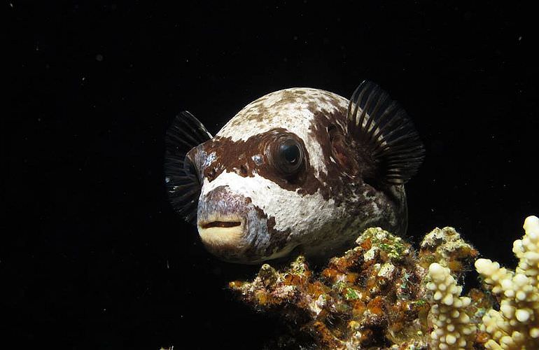 Fun Diving Soma Bay - Ganztägige Tauchfahrt mit 2 Tauchgängen