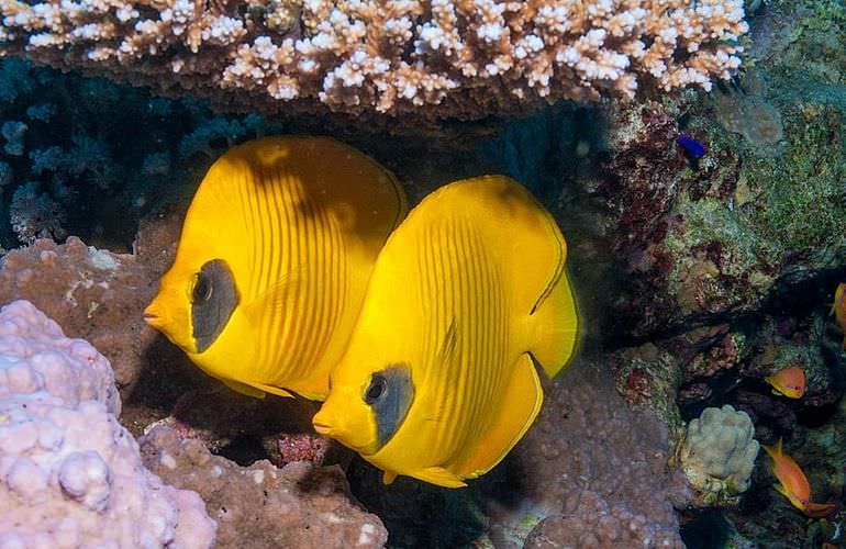 Tauchausflüge für Fortgeschrittene und Anfänger ab Soma Bay