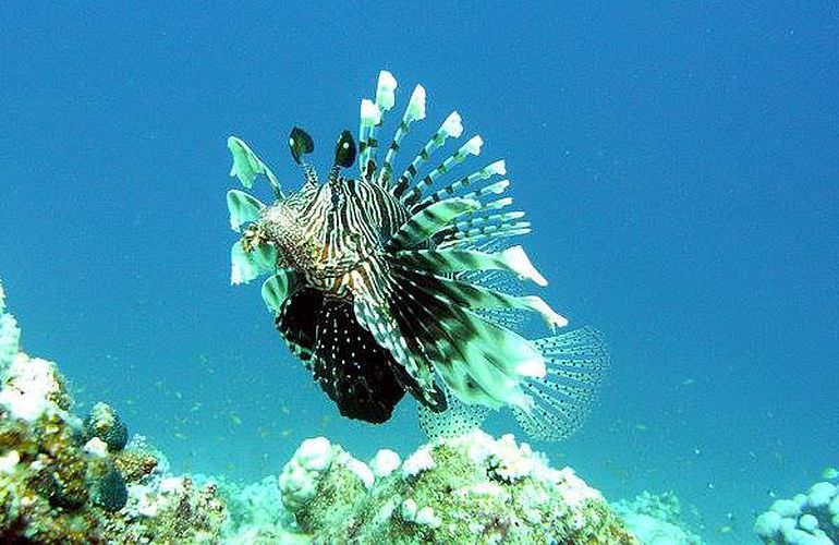 PADI Open Water Diver, der Einsteiger Tauchkurs in Soma Bay