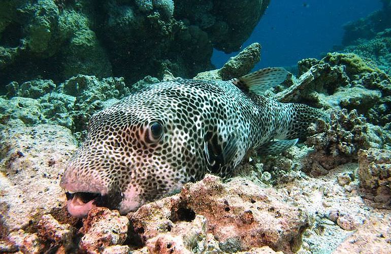 Fun Diving Soma Bay - Ganztägige Tauchfahrt mit 2 Tauchgängen