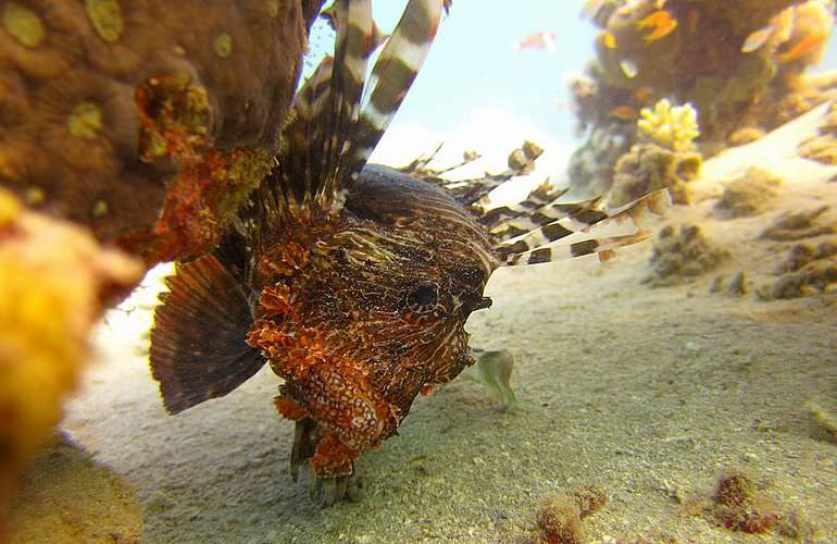 Tauchausflüge für Fortgeschrittene und Anfänger ab Soma Bay