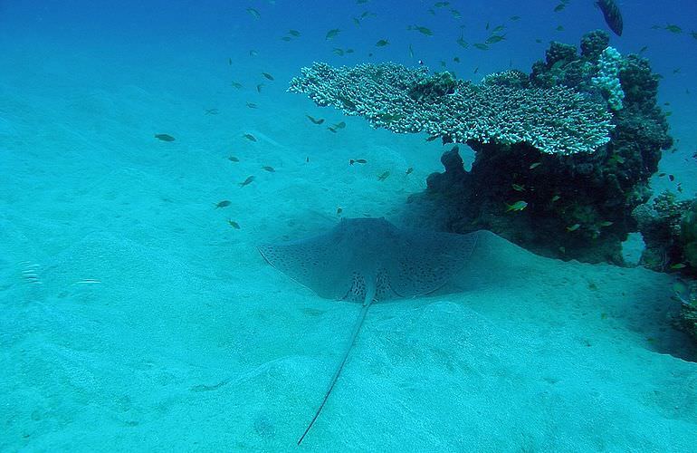 PADI Open Water Diver, der Einsteiger Tauchkurs in Soma Bay