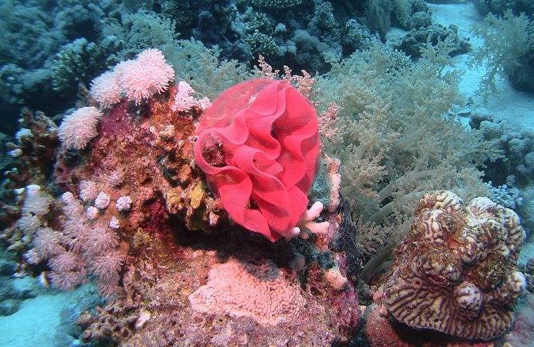 Fun Diving Soma Bay - Ganztägige Tauchfahrt mit 2 Tauchgängen