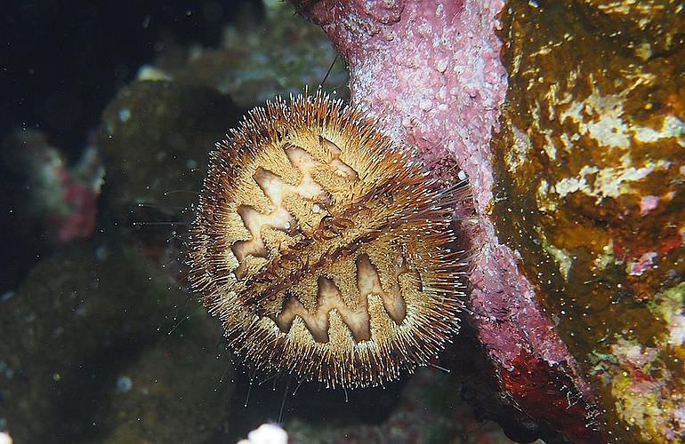 Fun Diving Soma Bay - Ganztägige Tauchfahrt mit 2 Tauchgängen