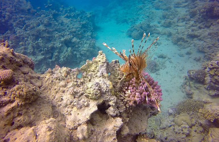 Tauchausflüge für Fortgeschrittene und Anfänger ab Soma Bay