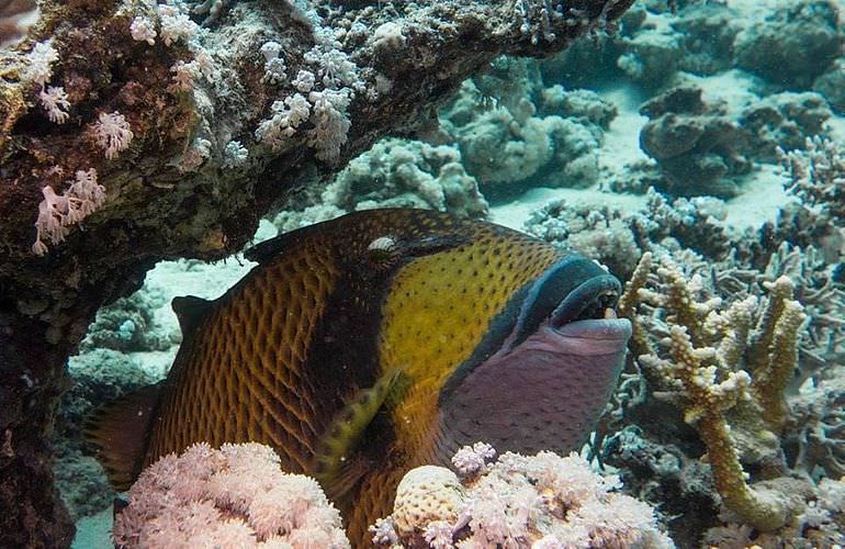 Fun Diving Soma Bay - Ganztägige Tauchfahrt mit 2 Tauchgängen