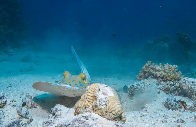 PADI Open Water Diver, der Einsteiger Tauchkurs in Soma Bay