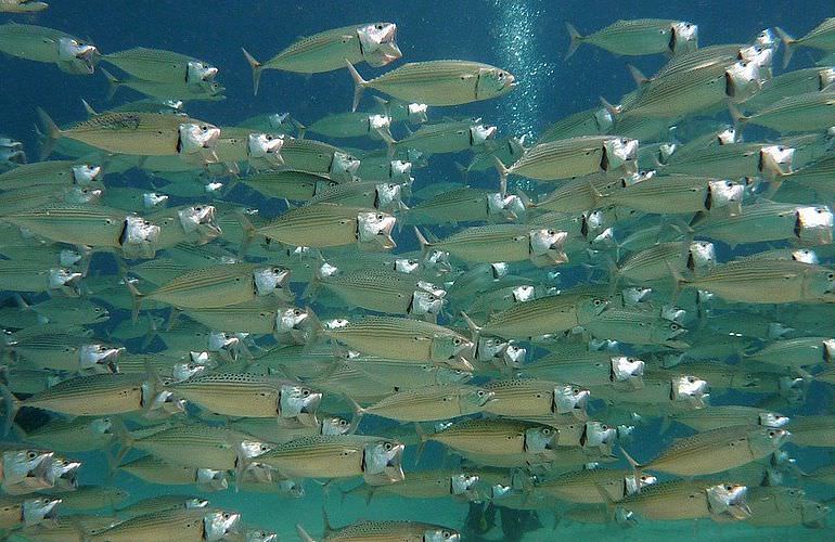 Tauchausflüge für Fortgeschrittene und Anfänger ab Soma Bay