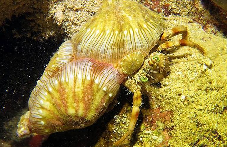 Fun Diving Soma Bay - Ganztägige Tauchfahrt mit 2 Tauchgängen