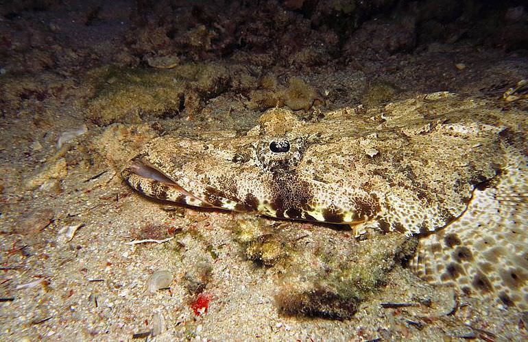 PADI Advanced Open Water Diver, Tauchkurs für Fortgeschrittene in Soma Bay