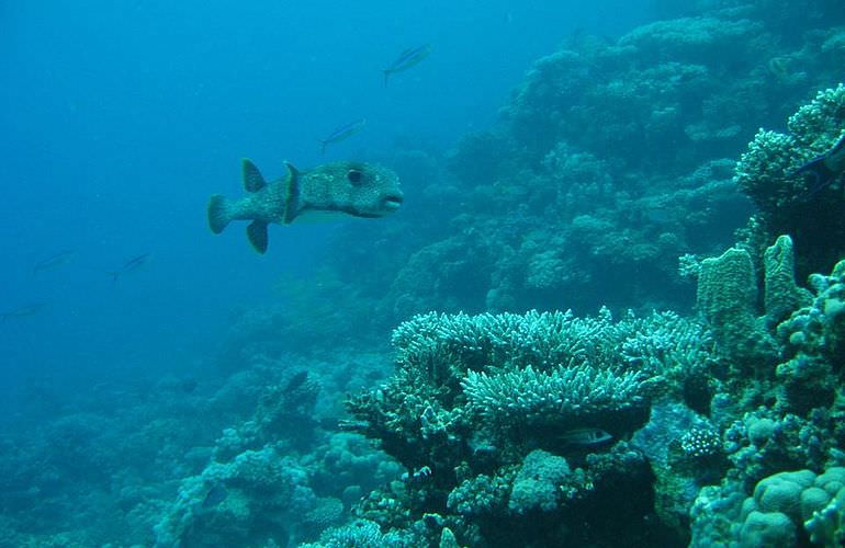 Tauchausflüge für Fortgeschrittene und Anfänger ab Soma Bay