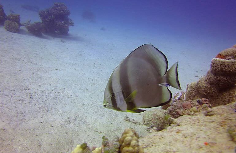 Tauchausflüge für Fortgeschrittene und Anfänger ab Soma Bay