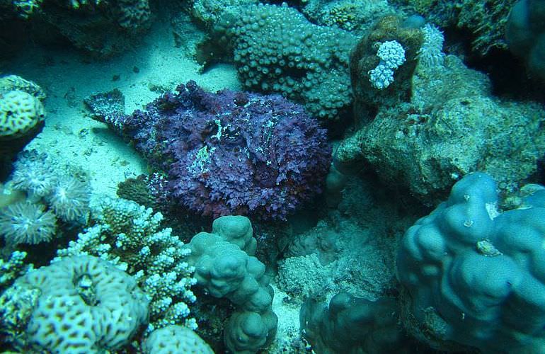 Fun Diving Soma Bay - Ganztägige Tauchfahrt mit 2 Tauchgängen