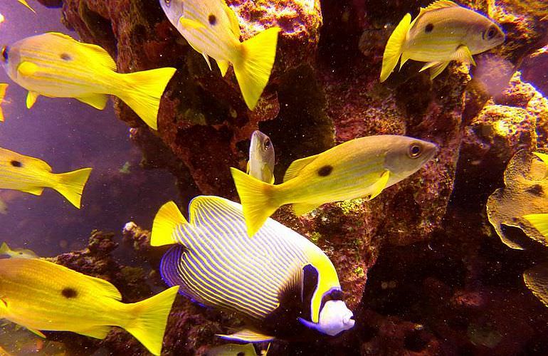 Fun Diving Soma Bay - Ganztägige Tauchfahrt mit 2 Tauchgängen