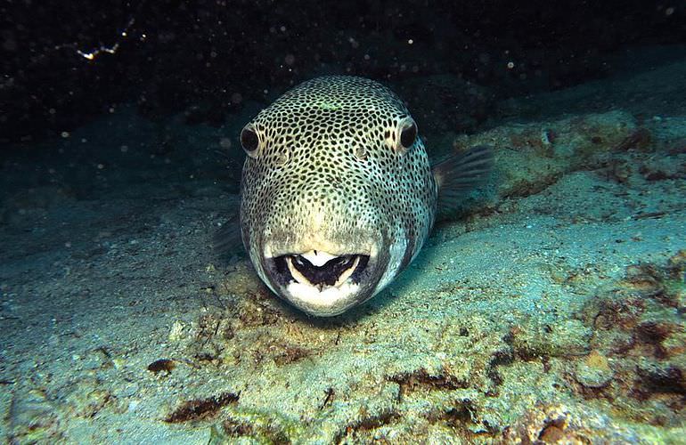 PADI Scuba Diver Kurs in Soma Bay - Schnuppertauchkurs 1 Tag