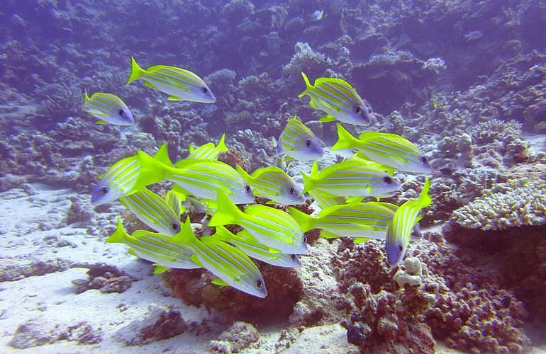 Tauchausflüge für Fortgeschrittene und Anfänger ab Soma Bay