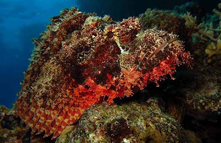 Tauchausflüge für Fortgeschrittene und Anfänger ab Soma Bay