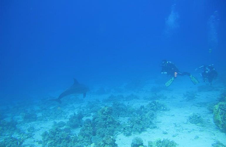 PADI Open Water Diver, der Einsteiger Tauchkurs in Soma Bay