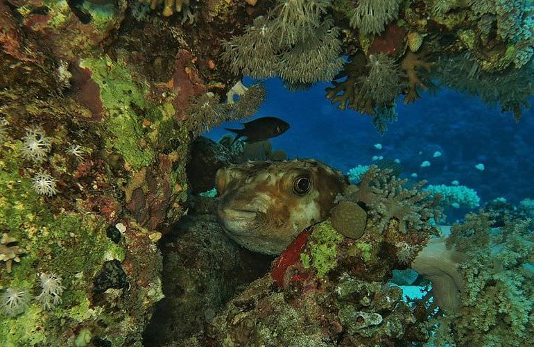 Fun Diving Soma Bay - Ganztägige Tauchfahrt mit 2 Tauchgängen