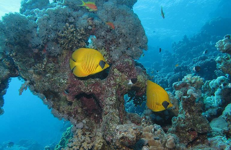 PADI Open Water Diver, der Einsteiger Tauchkurs in Soma Bay