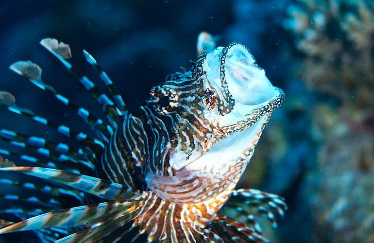 Fun Diving Soma Bay - Ganztägige Tauchfahrt mit 2 Tauchgängen