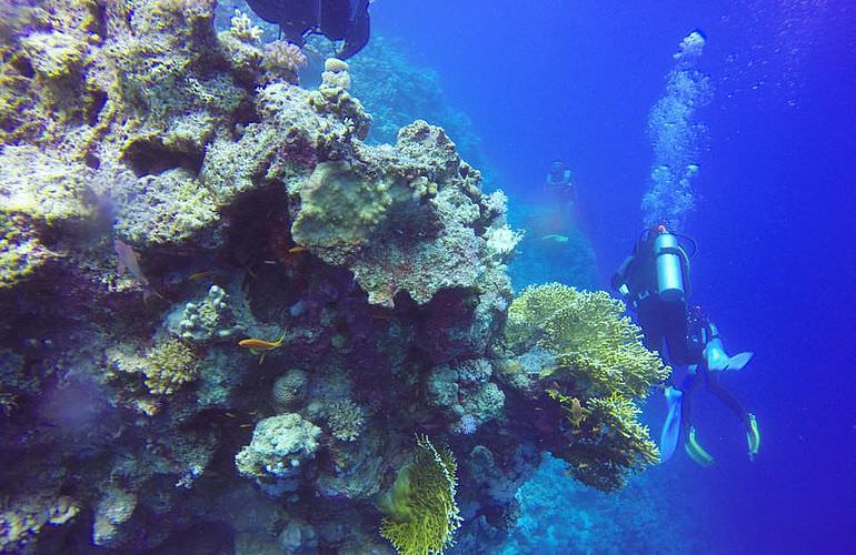 Tagesausflug Tauchen ab Soma Bay - Tauchen lernen