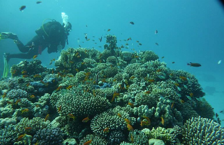 PADI Scuba Diver Kurs in Soma Bay - Schnuppertauchkurs 1 Tag