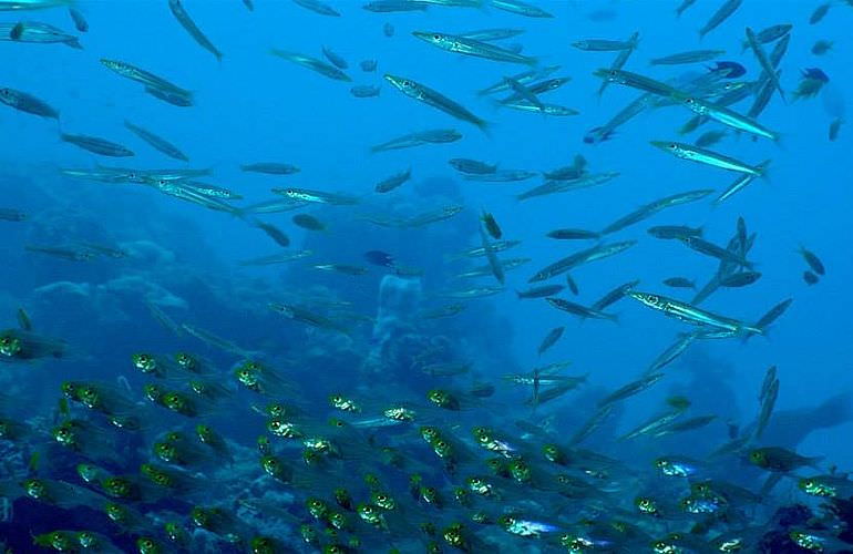 PADI Open Water Diver, der Einsteiger Tauchkurs in Soma Bay