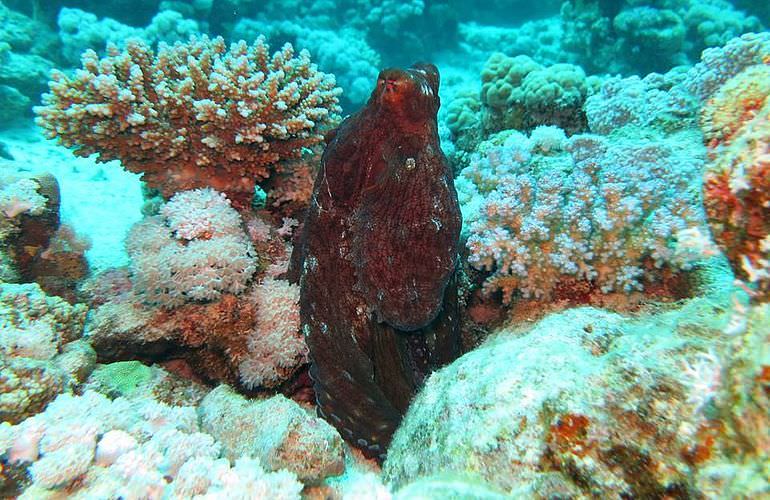 Fun Diving Soma Bay - Ganztägige Tauchfahrt mit 2 Tauchgängen