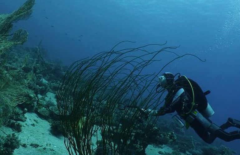 PADI Scuba Diver Kurs in Soma Bay - Schnuppertauchkurs 1 Tag