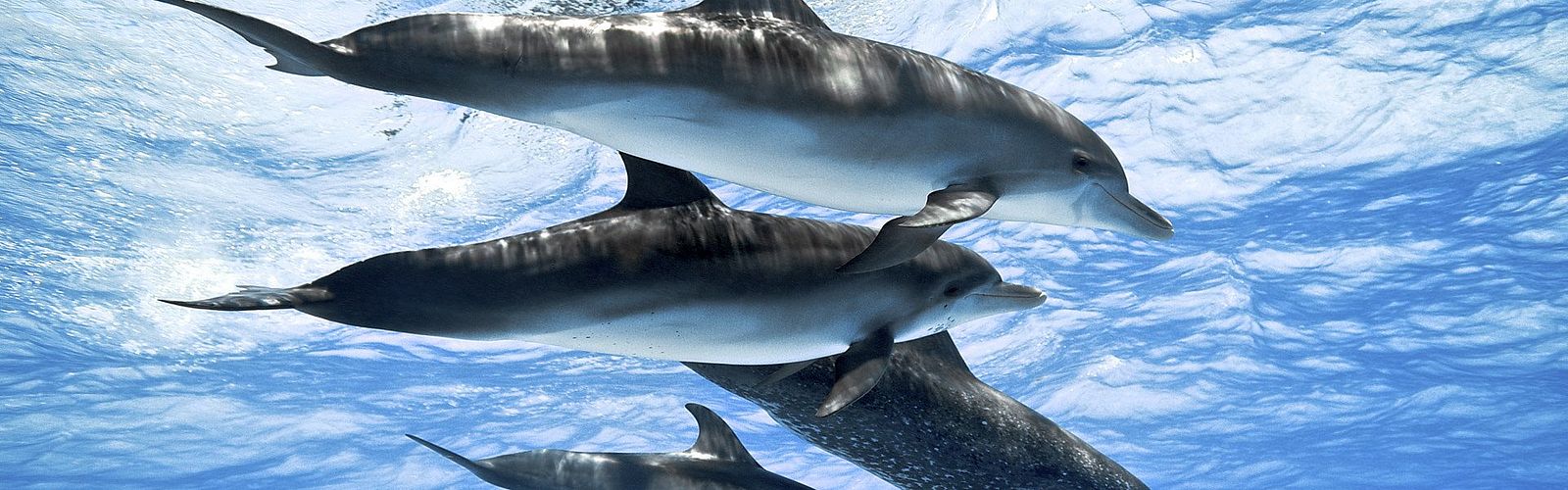 Top 5 Ausflüge zu Delfinen Soma Bay 2021 | Delfin Tour Soma Bay